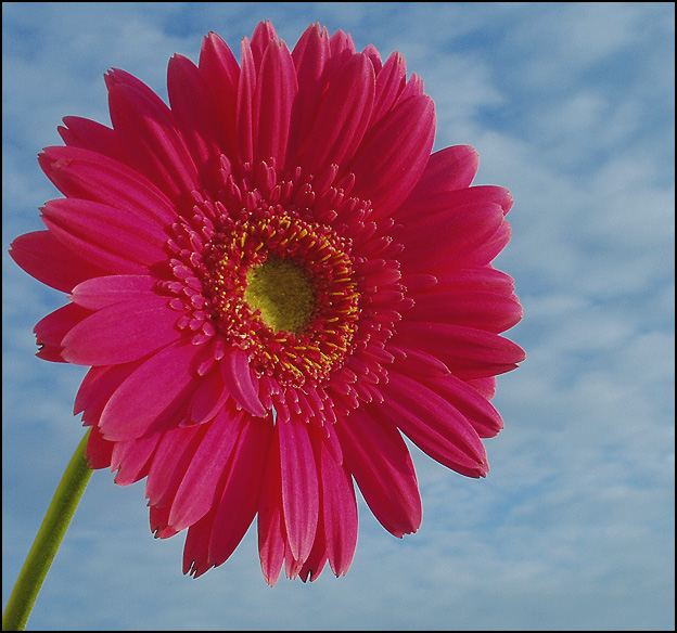 Pink African Daisy