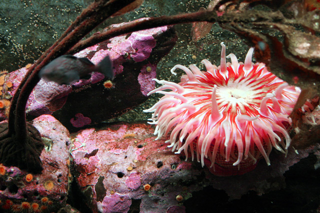 Pink Thing From the Deep