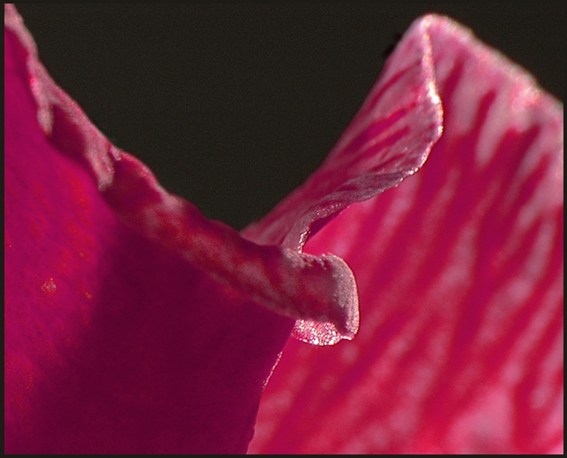 Pink Petal