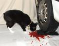 Poor Kitty Crying Over His Dismembered Tail