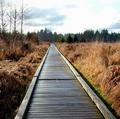 Across the Wetlands