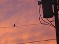 Bird On A Wire
