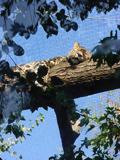 The Lounger at the Zoo