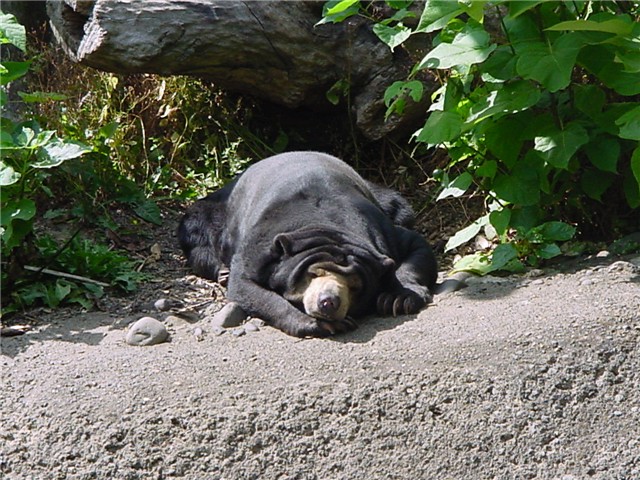 Sun Bear