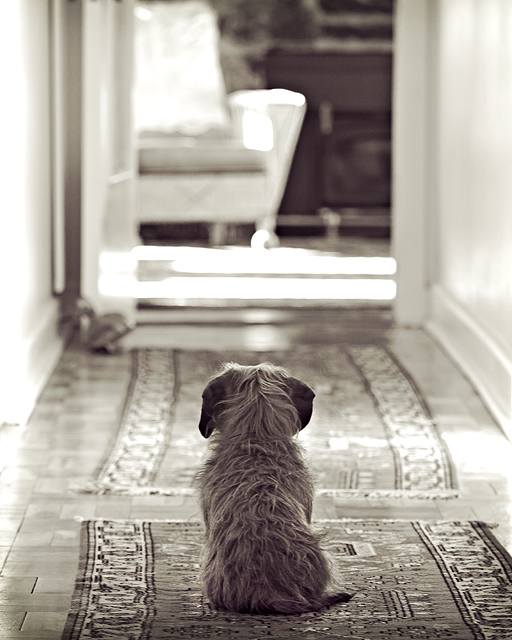 Stay! ... (a.k.a. Awaiting the Return)