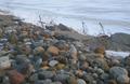 Pet Rocks of Ages Cemetery