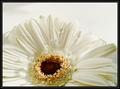 Gerbera in White