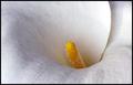 Yellow Center