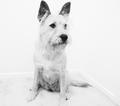 terrier on white