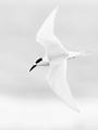 Forster's tern