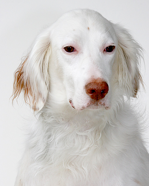 Llewellin English Setter