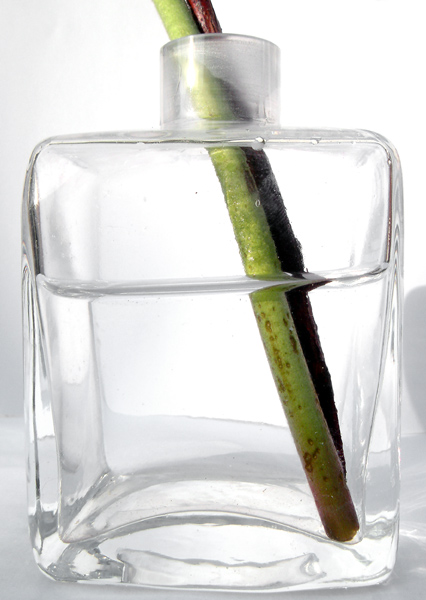 Stem in Water