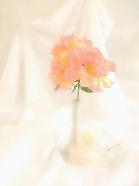 Soft Focus Roses