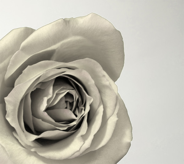 Texture and Light (White Rose)