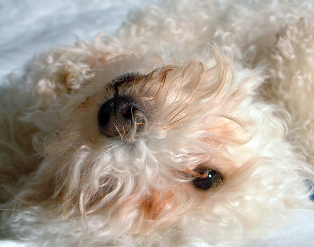 Apricot Poodle