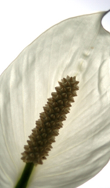 Peace Lily against the Sun