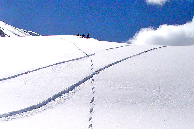 Snowboard tracks and wild animal tracks at 12,000' elevation.