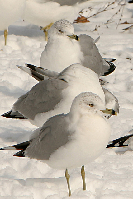 snow gulls
