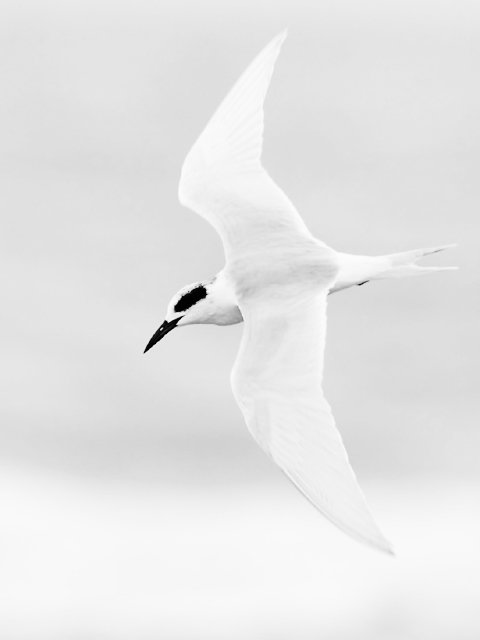 Forster's tern