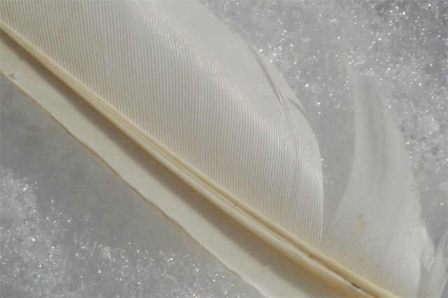 White Feather on Snow