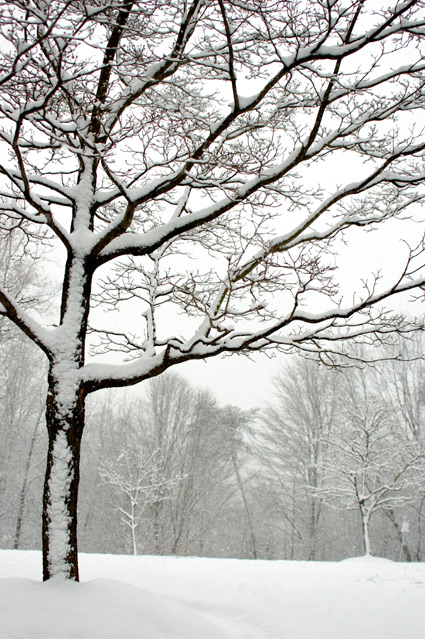 white one tree