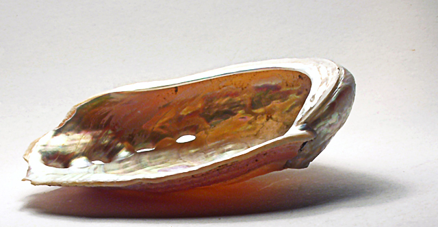 A shell