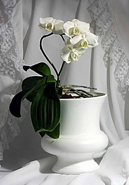 Moth Orchid