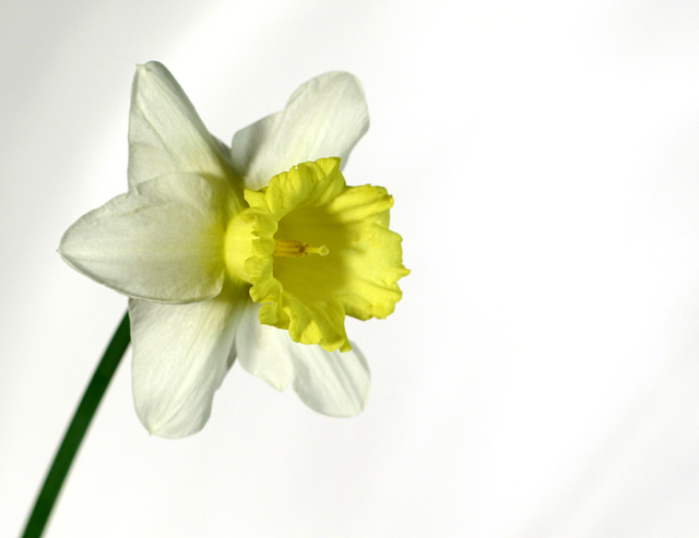 Daffodil