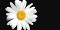 Can't find the words ?? Say it with FLOWERS