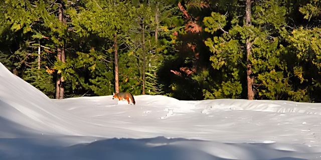 Come Ski With Us On Fox Mountain