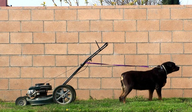 has your lawn service gone to the dogs?
