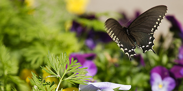 Butterfly Garden, 3 miles ahead