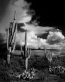 Sonoran Spring