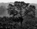 Tree at Dusk