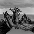 Driftwood