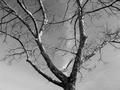 Tree and Clouds in Grant Park