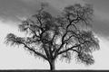 Oak tree: Olompali State Historic Park, CA