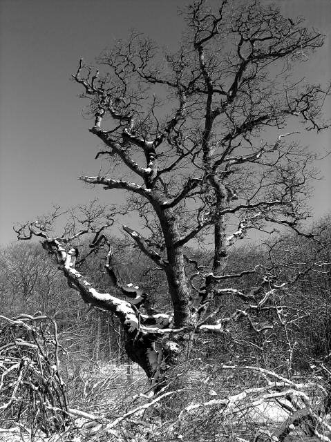 Oak Tree in Snow