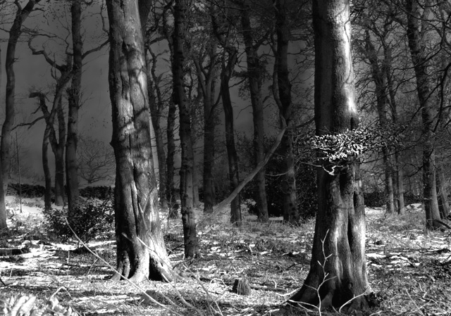 Tree's, Leicestershire, England, 2005