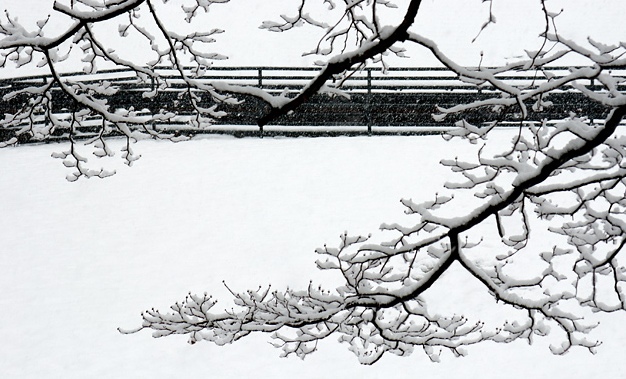 Japanese Garden