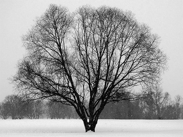 Oak Tree On A Snowy Day