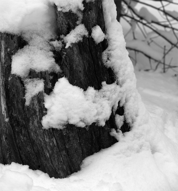 stump with fresh snow, detail