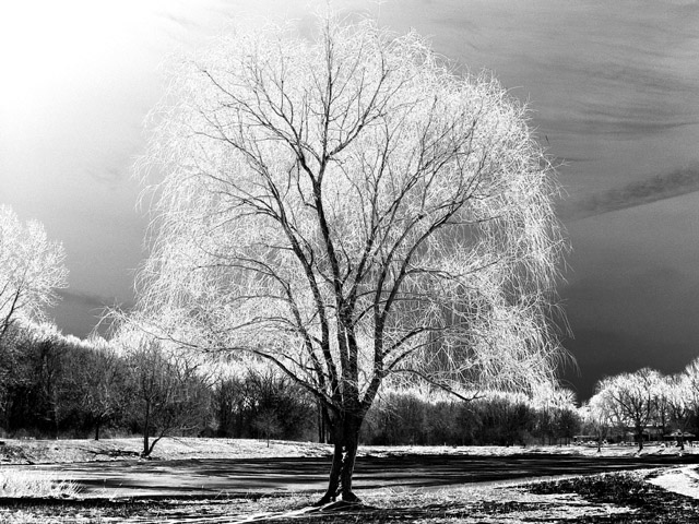 Willow Tree Out Of Season