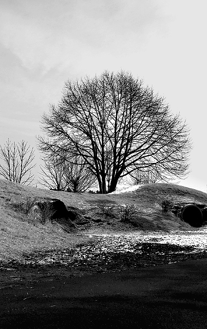 Tree in playground, light snow