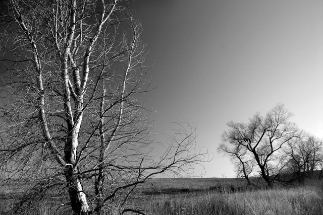 Cottonwood at Dusk