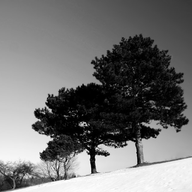 Tree on a Hill