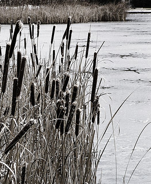 Frozen reeds