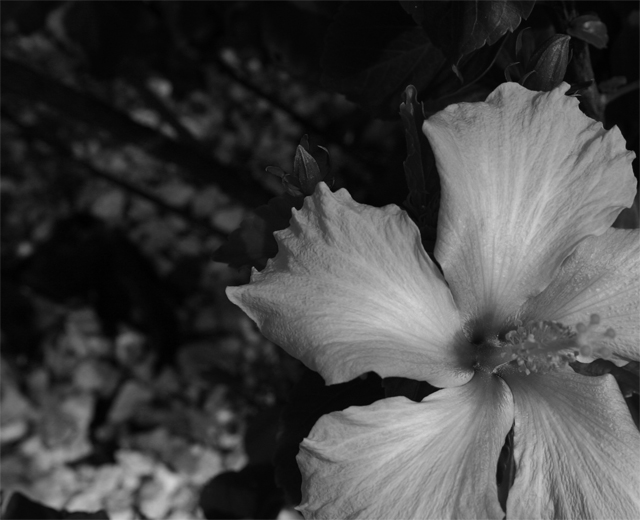 Flower, Near Pacific, California