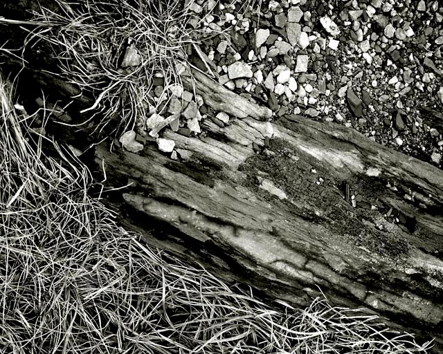 Mountain Grasses