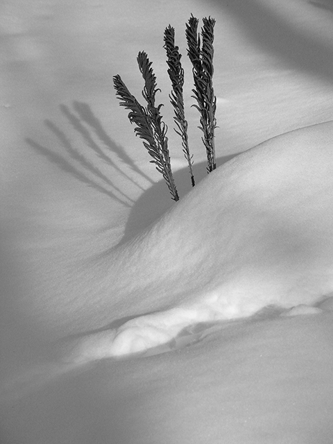 Winter in the Woods